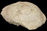Huge, Fossil Tortoise (Stylemys) - Wyoming #146600-3